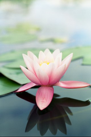 lotus