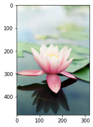 lotus_02