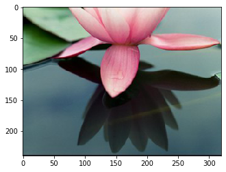 lotus_03