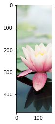 lotus_04