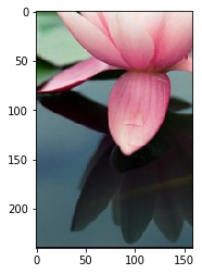 lotus_05