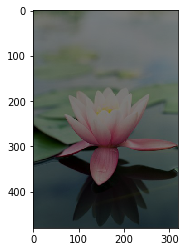 lotus_06