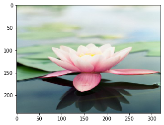 lotus_08