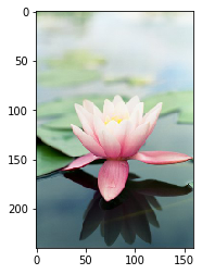 lotus_10